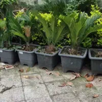 سیکاس جعبه و سطل ریشه پرس