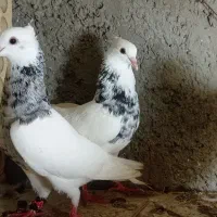 دو نر طوقی الماسی بدون عیب پاک بدون یه غلط|پرنده|چابهار, |دیوار