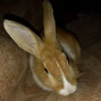 خرگوش بازیگوش