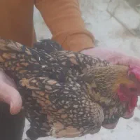 خروس سبرایت