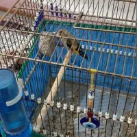 سهره|پرنده|آبادان, |دیوار