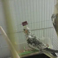 عروس هلندی|پرنده|یزد, |دیوار