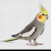 عروس هلندی سیامون