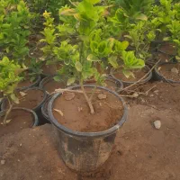 گیاه شمشاد طلائی