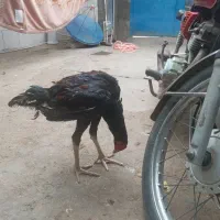 جوجه یا خروس لاری|حیوانات مزرعه|کلاله, |دیوار