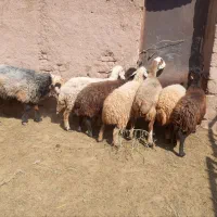 میش نژاد دار
