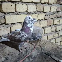 (کبوتر پرشی ساعتی) .دمگیر.