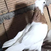 کبوتر طوقی