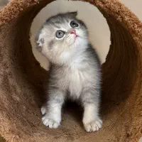 گربه اسکاتیش فولد بلوگلد