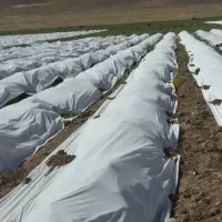 کاور محصولات صیفی