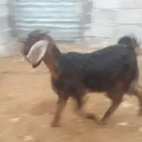 سرگرمی|حیوانات مزرعه|سرپل ذهاب, |دیوار