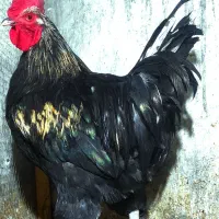 خروس برهما،لایت