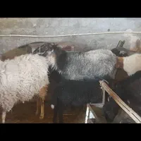 فروش گوسفند