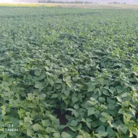 حدودچهارتن لوبیاقرمز