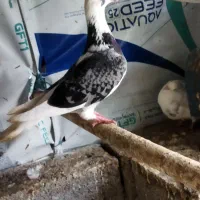 کبوتر ماده جان آردن مسافتی|پرنده|دابودشت, |دیوار