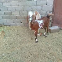 بز اوست|حیوانات مزرعه|فهرج, |دیوار