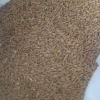 گندم دیم گندم کمباین بوجاریرنشده|عمده‌فروشی|میانه, |دیوار