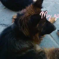 واگذاری ژرمن شو لاین