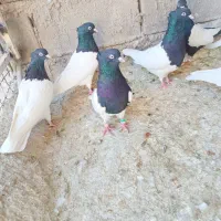 کله سیاه|پرنده|شیراز, ریاستی|دیوار