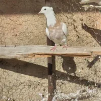 طوقی|پرنده|تویسرکان, |دیوار