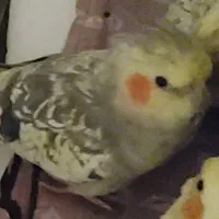 عروس هلندی گمشده کمربندی آبیدر هتل لاله تکیه و چمن