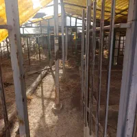 فروش 5250متر گلخانه بر اتوبان جاده بیستون|فروش دفتر صنعتی، کشاورزی، تجاری|کرمانشاه, |دیوار