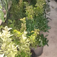 فروش سرو های توپی وخمره ای|خدمات باغبانی و درختکاری|مشهد مرغاب, |دیوار