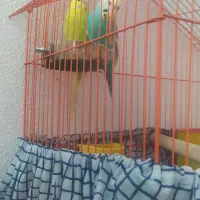 پرنده|پرنده|شاهینشهر, طالقانی|دیوار