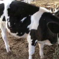 گوساله|حیوانات مزرعه|رامیان, |دیوار