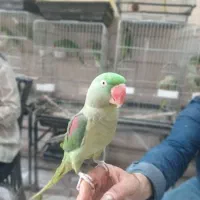 جوجه شاه طوطی داخلی نر بازیگوش و شیطون