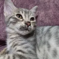 بچه گربه