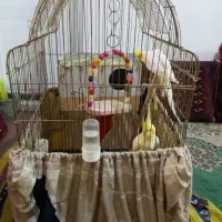 یه قفس هست با 1 جفت  عروس نر و ماده