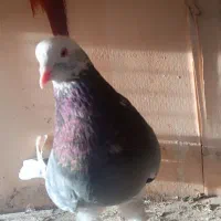 کبوتر سرور|پرنده|ورامین, خیر آباد|دیوار