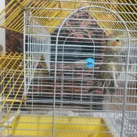 عروس هلندی نر|پرنده|رشت, یخسازی|دیوار