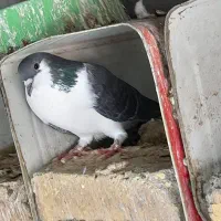 یک جفت دمگیر خوشگل دونسته|پرنده|مبارکه, |دیوار