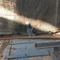 دو عدد مسافتی|پرنده|برازجان, |دیوار