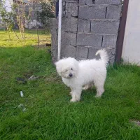 سگ شیتزو|سگ|شلمان, |دیوار