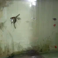 اکواریم باماهی وهمه چی کامل