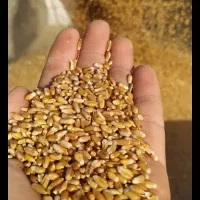 بذر گندم فروشی N80. 19بوجاری شده آماده قیمت 78