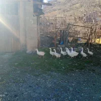 قازوبوقلمون فروشی