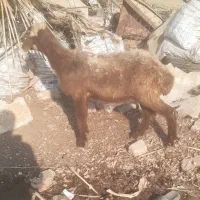 بره گوسفند شیشک