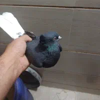 کبوتر سیاه دم سفید|پرنده|خمینی‌شهر, |دیوار