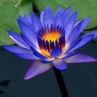 مشاوره رایگان برای تولیدات کشاورزی و باغداری