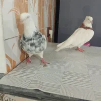 طوقی|پرنده|تبریز, |دیوار