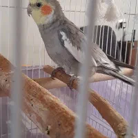 عروس هلندی دو تا نر و یک ماده ۹ ماهه