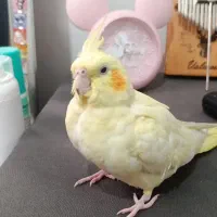 عروس هلندی گمشده