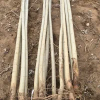 نهال بازار پسند صنوبر|خدمات باغبانی و درختکاری|بندرعباس, |دیوار