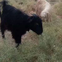 حیوانات مزرعه بز. چنبیش|حیوانات مزرعه|کارون, |دیوار