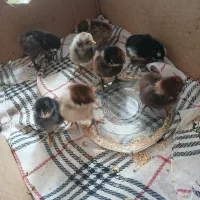 جوجه یروزه