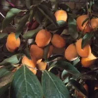 هرس اصولی کاشت صفرتاصد باغچه|خدمات باغبانی و درختکاری|ارومیه, |دیوار